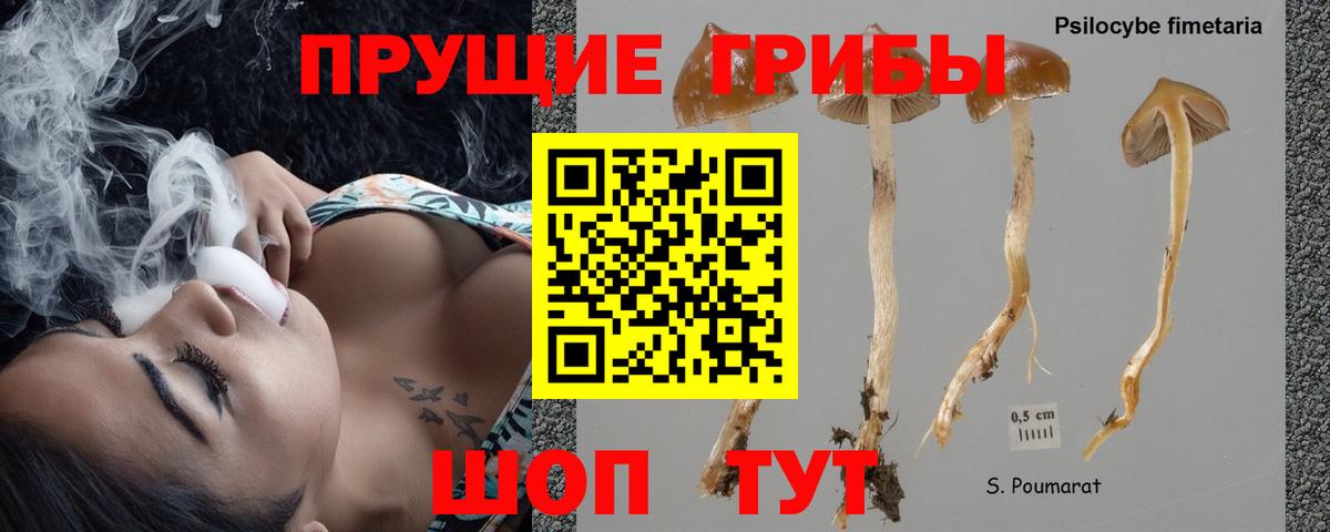 Галлюциногенные грибы Psilocybe Волхов